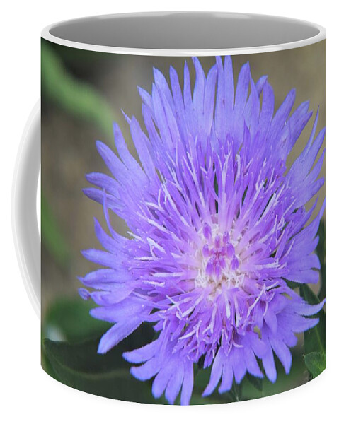 Stokes Aster Coffee Mug featuring the photograph Stokes Aster by Mary Ann Artz