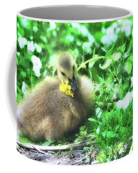 Wildlife Coffee Mug featuring the photograph Stop and Eat the Dandelion...gosling by Elaine Manley