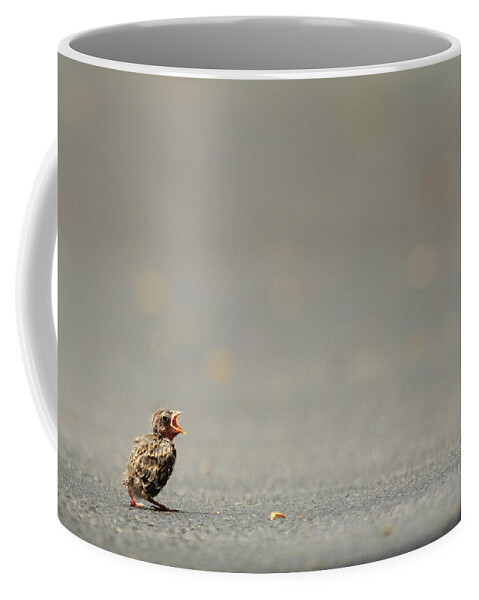 Chipping Sparrow Coffee Mug featuring the photograph Story of the Baby Chipping Sparrow 3 of 10 by Joni Eskridge