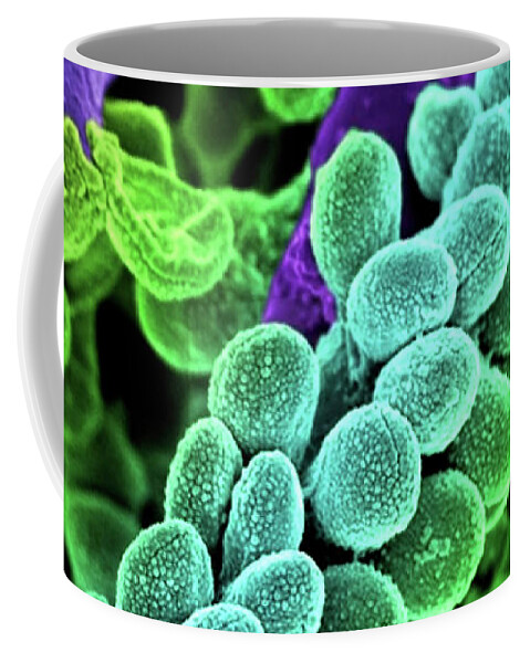 Streptococcus Bacteria Coffee Mug featuring the photograph Streptococcus Bacteria - Colored scanning electron micrograph. by Doc Braham