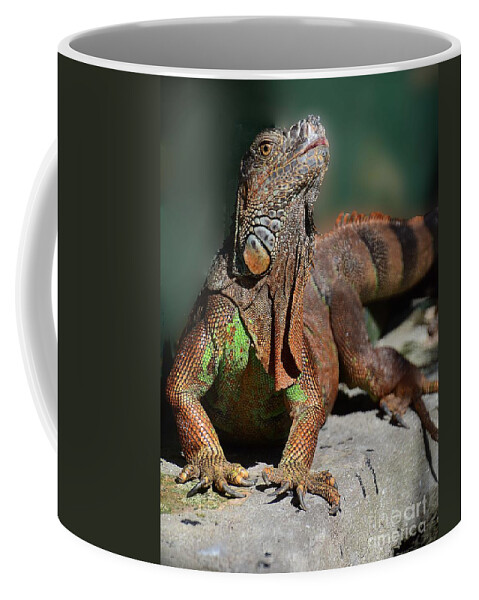 Iguana Coffee Mug featuring the photograph Strike a Pose by Cindy Manero