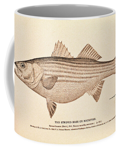 Striper Coffee Mug featuring the drawing Striped Bass by Nautical Chartworks