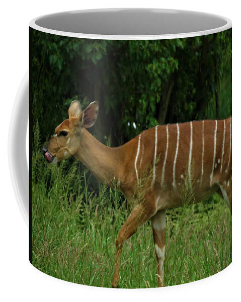 Animals Coffee Mug featuring the photograph Striped Gazelle by Vijay Sharon Govender