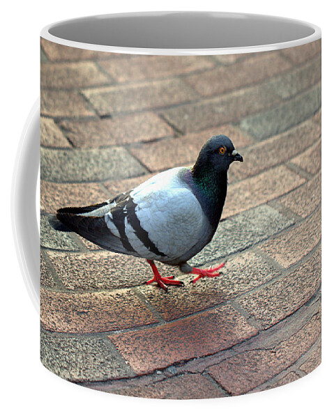 Pigeon Coffee Mug featuring the photograph Strutting Pigeon by Joseph Skompski