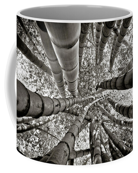 Brasil Coffee Mug featuring the photograph Stunning Bamboo Forest by Carlos Alkmin