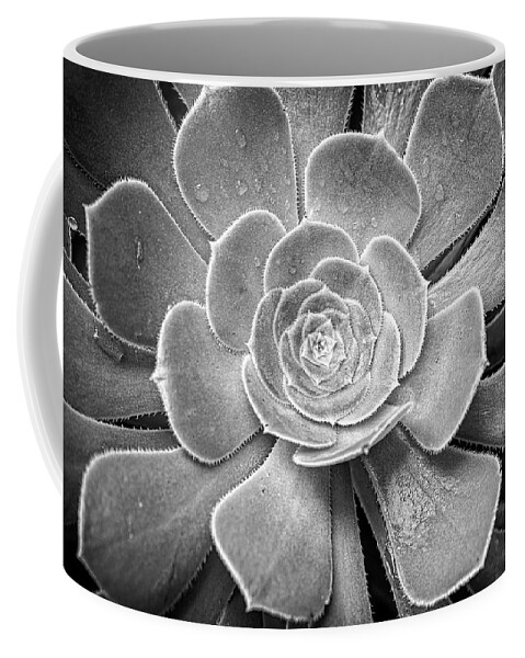 Succulent Coffee Mug featuring the photograph Succulent by Catherine Reading