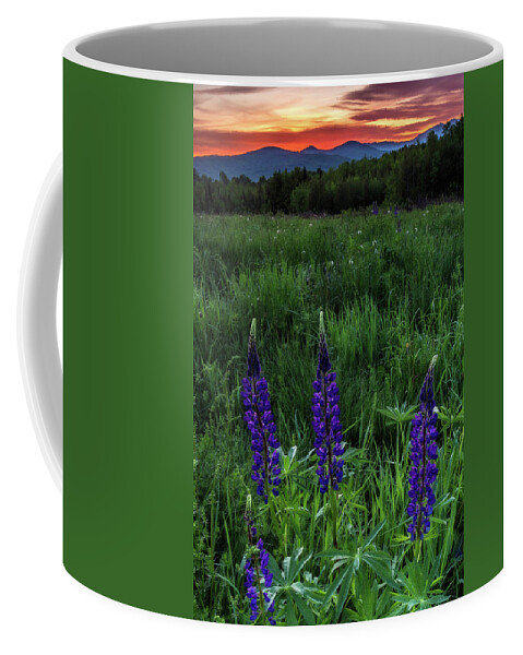Sunrise Coffee Mug featuring the photograph Sugar Hill Lupine Sunrise by John Vose