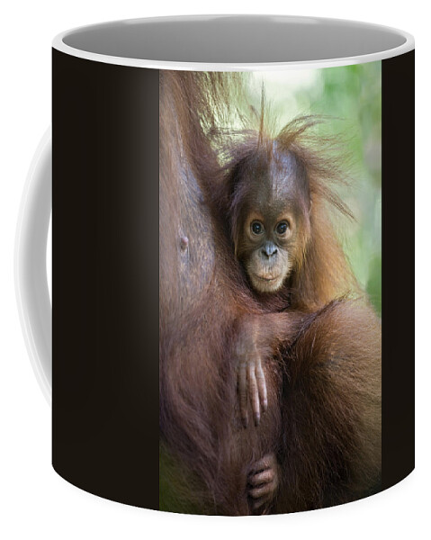 00443969 Coffee Mug featuring the photograph Sumatran Orangutan 9 Month Old Baby by Suzi Eszterhas