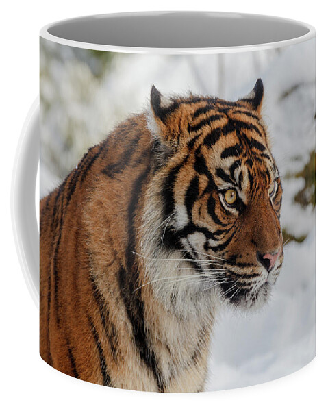 Animal Coffee Mug featuring the photograph Sumatran Tiger in the snow by Tim Abeln