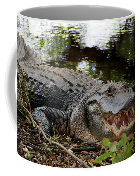 Alligator Coffee Mug featuring the photograph Florida Gator by Chauncy Holmes