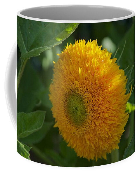 Flower Coffee Mug featuring the photograph Sun by Joseph Yarbrough