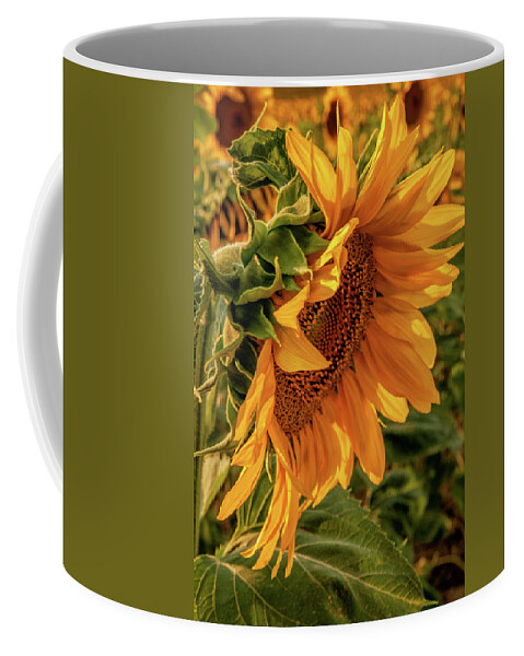 Sunflower Coffee Mug featuring the photograph Sun Kissed by Chuck Rasco Photography