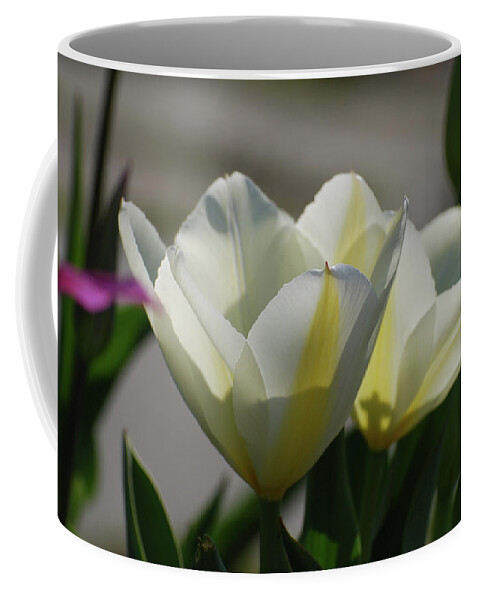 Tulip Coffee Mug featuring the photograph Sun SHining on a Flowering White Tulip Flower Blossom by DejaVu Designs