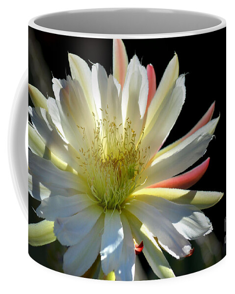 Cereus Cactus Coffee Mug featuring the photograph Sun Splashed by Deb Halloran