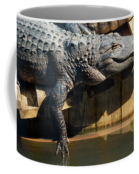 Alligator Coffee Mug featuring the photograph Sunbathing Gator by Carolyn Marshall