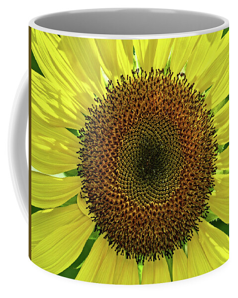 Sunflower Coffee Mug featuring the photograph Sunflower by Catherine Reading