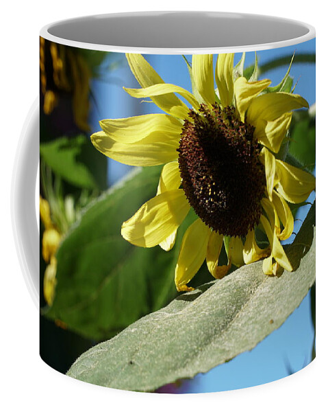 Sunflower Coffee Mug featuring the photograph Sunflower, Lemon Queen, with Pollen by Stephen Daddona