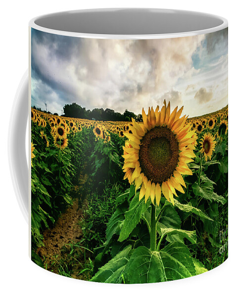 Sunflowers Coffee Mug featuring the photograph Sunflower People by Alissa Beth Photography