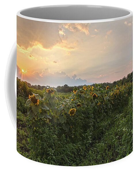 Sunflowers Coffee Mug featuring the photograph Sunflower Skies by Angelo Marcialis