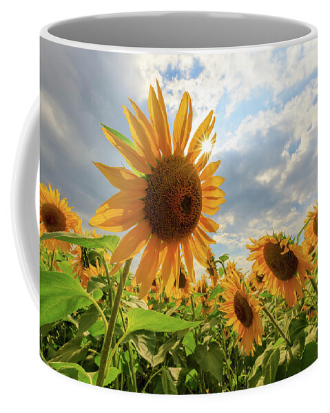 Sunflower Coffee Mug featuring the photograph Sunflower Star by Rob Davies