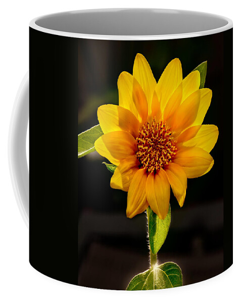 Sunflower Photo Coffee Mug featuring the photograph Sunflower Sunbeam Print by Gwen Gibson