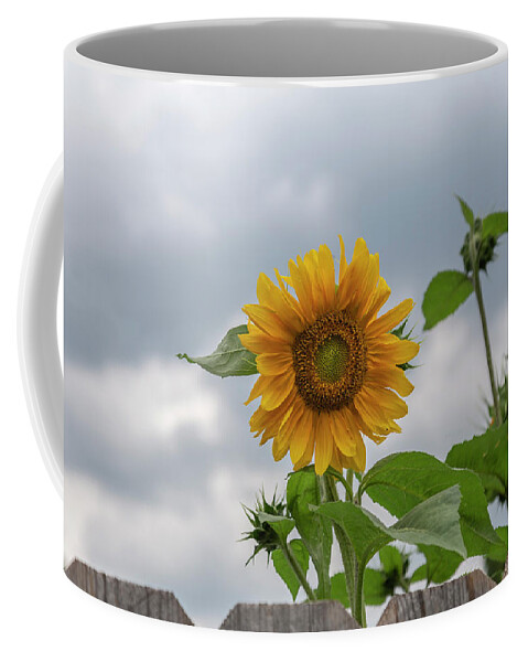 Sunflowers Coffee Mug featuring the photograph Sunflowers 2018-1 by Thomas Young