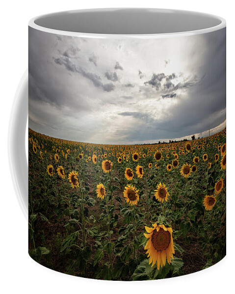 Sunflower Coffee Mug featuring the photograph Sunflowers by Elin Skov Vaeth