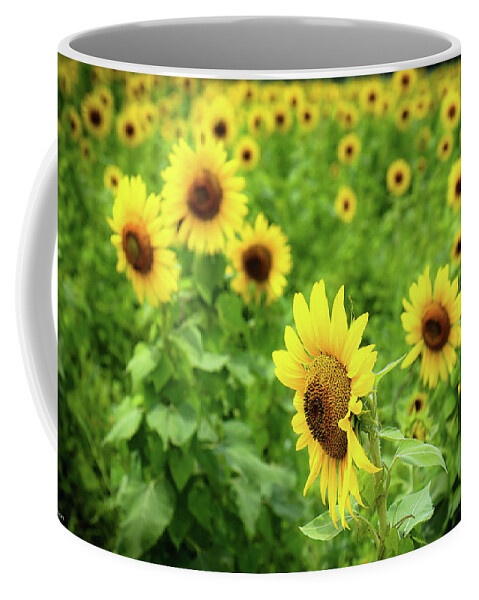 Sunflowers Coffee Mug featuring the photograph Sunflowers in Memphis IV by Veronica Batterson