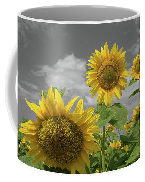 Sunflowers Iv Coffee Mug featuring the photograph Sunflowers IV by Dylan Punke