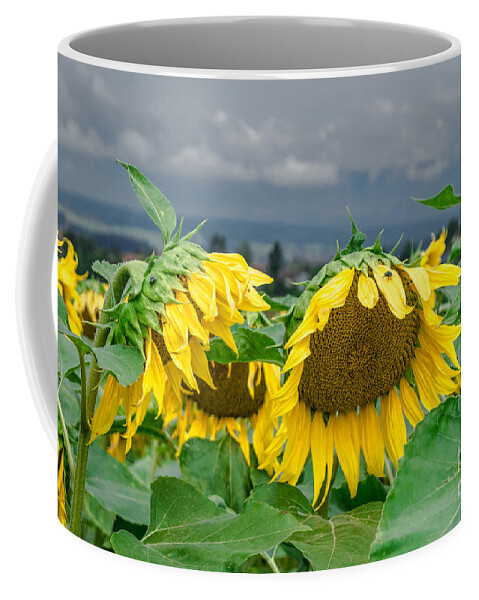 Michelle Meenawong Coffee Mug featuring the photograph Sunflowers On A Rainy Day by Michelle Meenawong