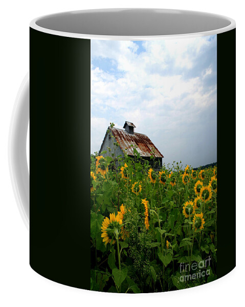 Sunflowers Coffee Mug featuring the photograph Sunflowers Rt 6 by Paula Guttilla