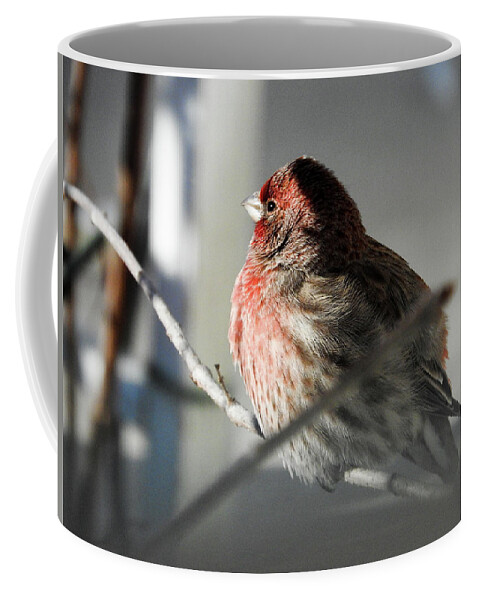 Housefinch Coffee Mug featuring the photograph Sunlight On My Feathers by Janice Adomeit