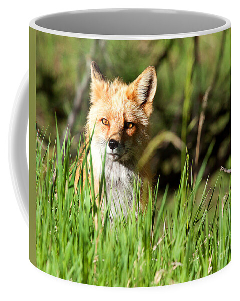 Red Fox Portrait Coffee Mug featuring the photograph Sunlit Face by Jim Garrison
