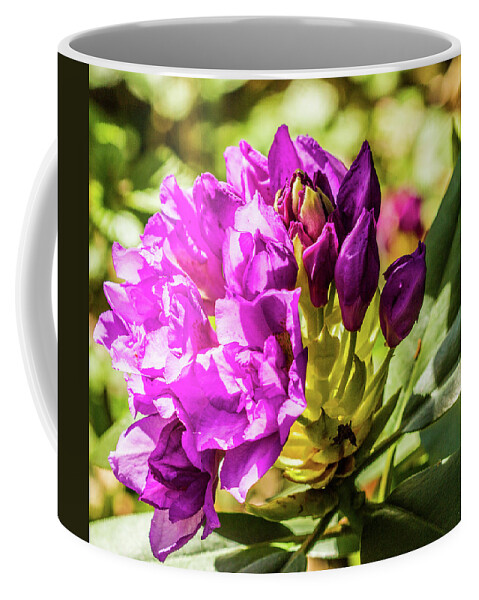 Pretty Flower Pictures Coffee Mug featuring the photograph Sunlit purple flowers by Ed James