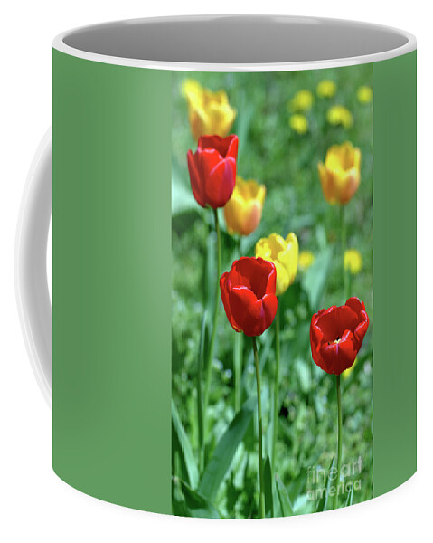 Flower.flora Coffee Mug featuring the photograph Sunny Tulips by Stephen Melia