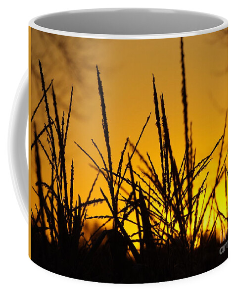 Corn Coffee Mug featuring the photograph Sunset Corn by Erick Schmidt