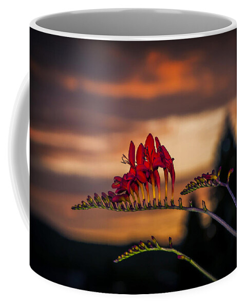 Sunset Coffee Mug featuring the photograph Sunset Crocosmia by Robert Potts