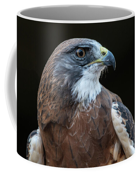 Swainson's Hawk Coffee Mug featuring the photograph Swainson's Hawk Portrait by Stephen Johnson
