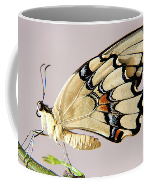 Nature Coffee Mug featuring the photograph Swallowtail Butterfly by Julia Hiebaum