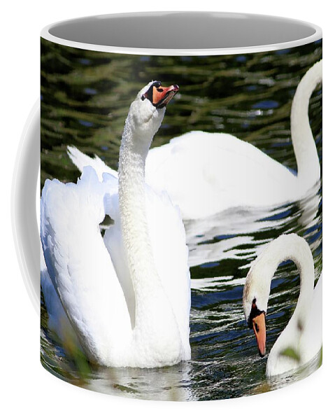 Swans Coffee Mug featuring the photograph Swans III by Carol Montoya