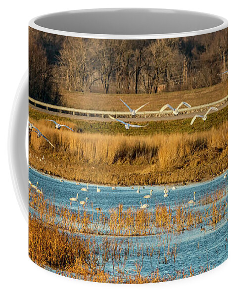 Trumpeter Swans Coffee Mug featuring the photograph Swans Returning to the Roost at Riverlands 7R2_DSC3855_12202017 by Greg Kluempers