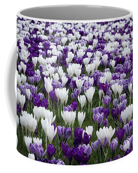 Purple Coffee Mug featuring the photograph Swathes of Crocuses by Shirley Mitchell