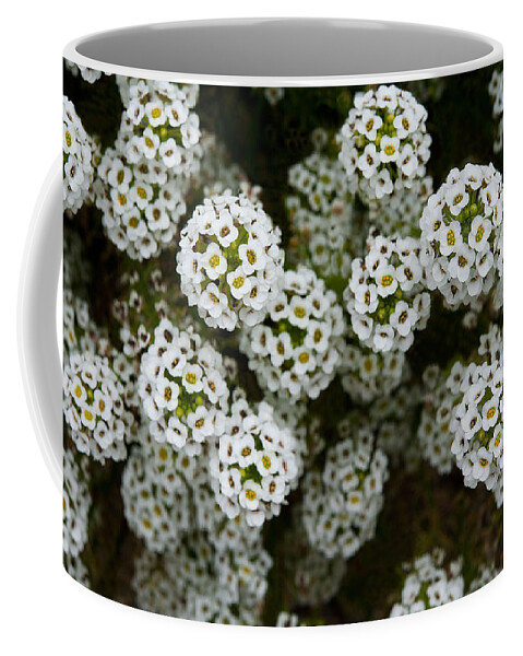 Flowers Coffee Mug featuring the photograph Sweet Alyssum by Windy Osborn