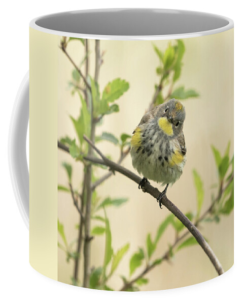 Bird Coffee Mug featuring the photograph Sweet Bird by Angie Vogel