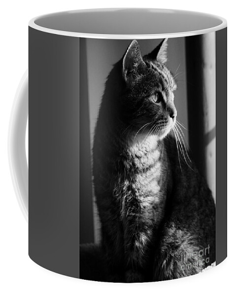 Cat Coffee Mug featuring the photograph Tabby by Rachel Morrison