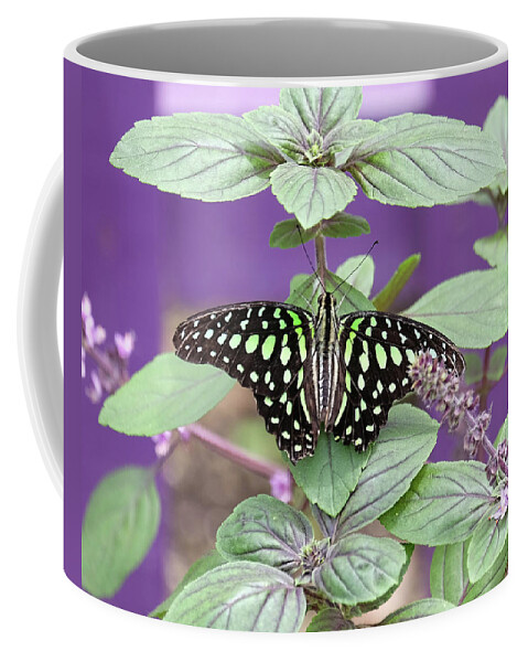 Tailed Jay Butterfly Coffee Mug featuring the photograph Tailed Jay butterfly in puple by Ronda Ryan