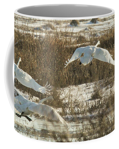 Trumpeter Swans Coffee Mug featuring the photograph Take Off by Holly Ross
