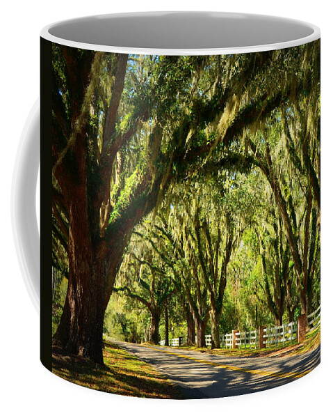 Tallahassee Coffee Mug featuring the photograph Tallahassee Canopy Road by Carla Parris