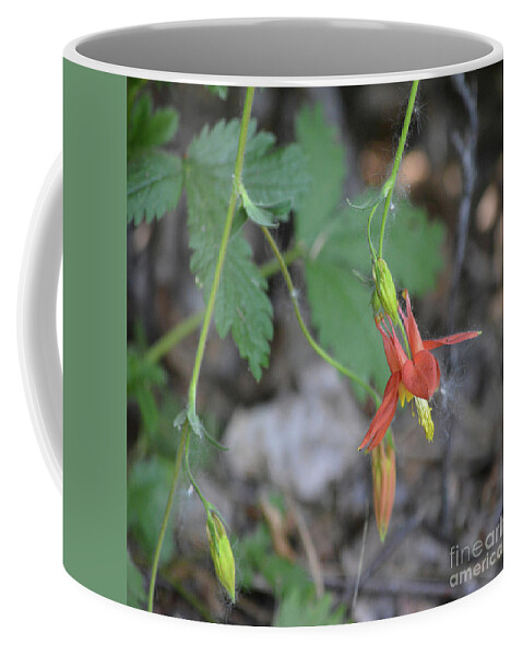 Columbine Coffee Mug featuring the photograph Tangerine Columbine by Vivian Martin