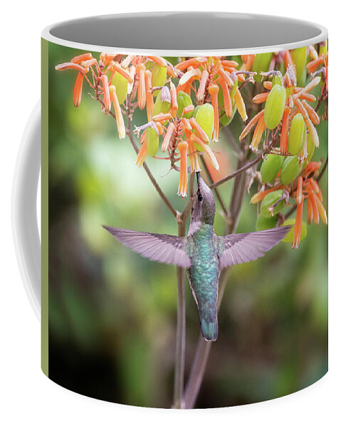 Hummingbird Coffee Mug featuring the photograph Tasty Treat For the Hummingbird by Saija Lehtonen